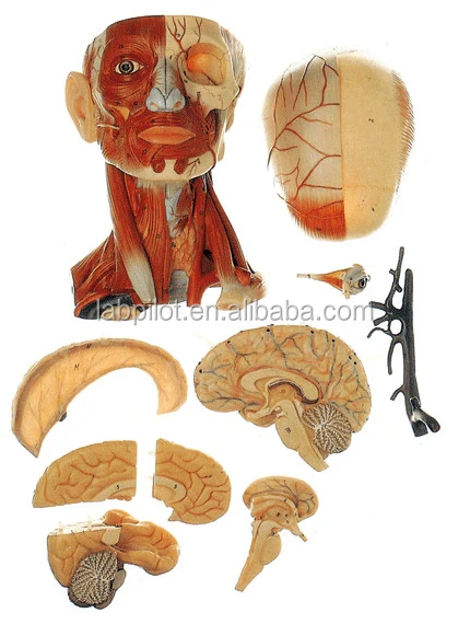 Медицинская голова с мышцами нервы мозг анатомическая 3D образовательная модель