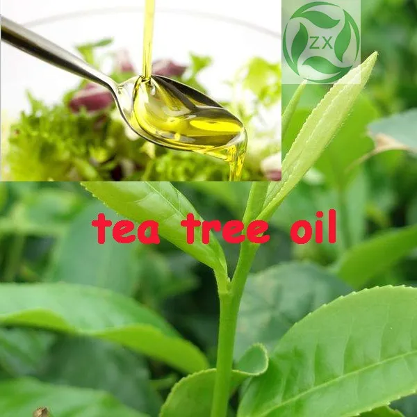 New Stock Fresh 100 Pure And Natural Tea Tree Essential Oil Bulk