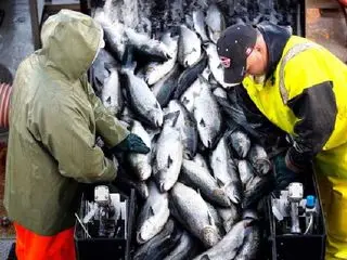 I. FISH COMPANY LIMITED