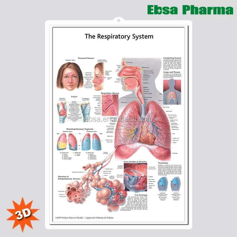 3D медицинские настенные таблицы анатомии человека/плакат-дыхательная система