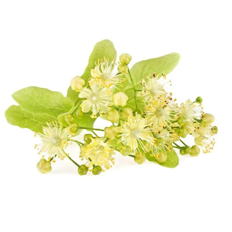 中国の生薬リンデンの花 Buy 食用花用販売 干しリンデン花 Tilia Product On Alibaba Com