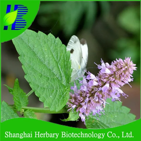 Shanghai Herbary Farkli Kaynagi Tohum Paculi Tohumu Buyuyen Buy Paculi Tohumlari Farkli Tohum Turleri Paculi Bitki Product On Alibaba Com