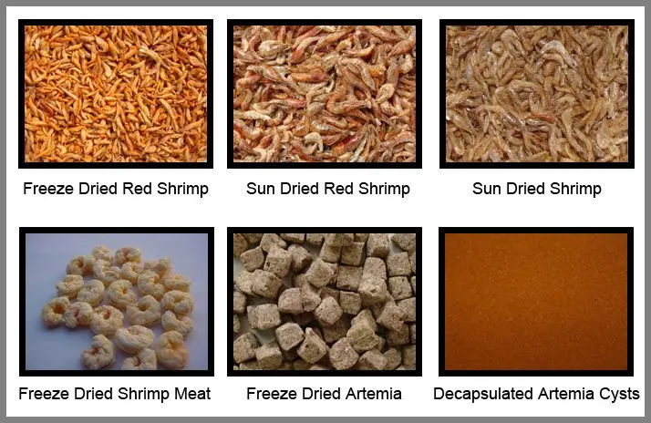 brine shrimp dried