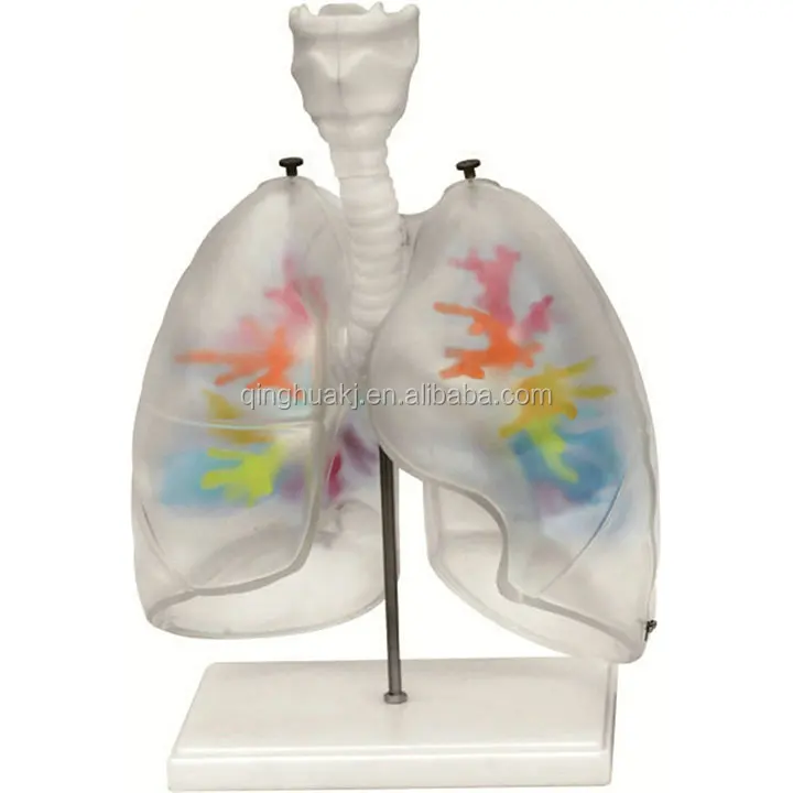 Transparent Lungs Model with Bronchial Tree - Anatomy Teaching Tool