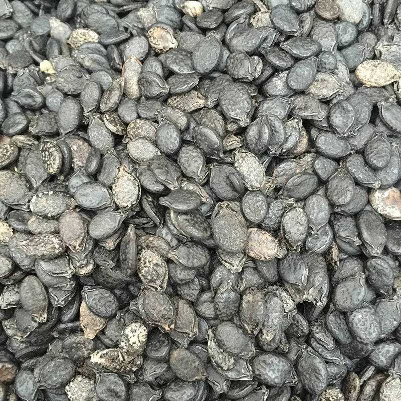 hybrid towel gourd /sponge gourd /sponge cucumber seeds