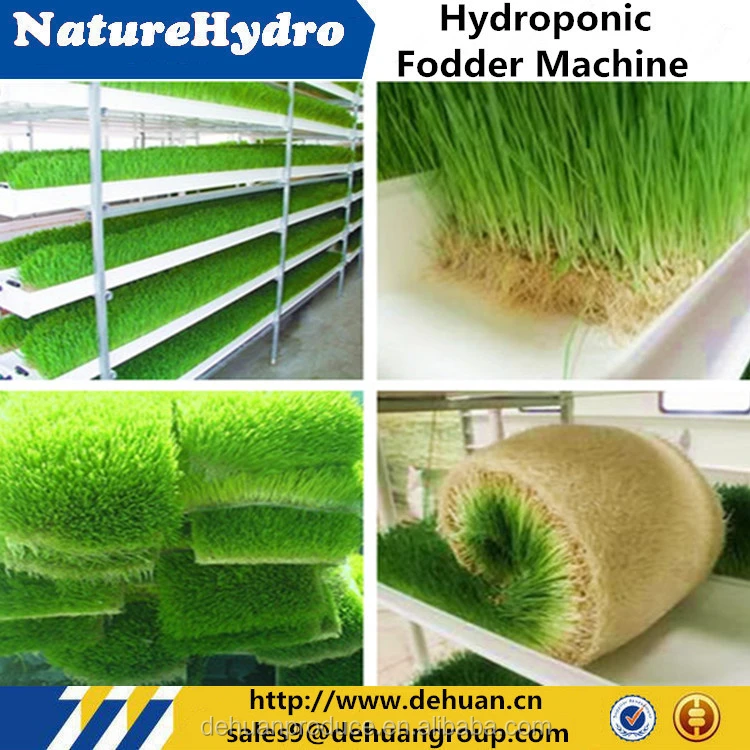 Hydroponic Fodder Grass Seeds For Sale Buy Hydroponic Fodder Grass Seeds For Sale Product On Alibaba Com