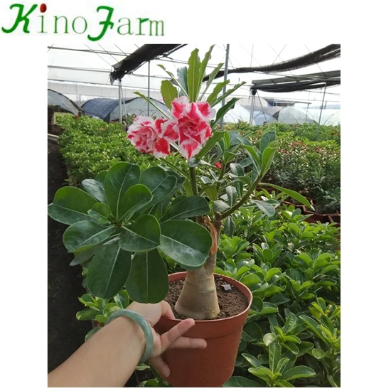 顕花植物アデニウムデザートローズ Buy Adenium Desert Rose Desert Rose Product On Alibaba Com