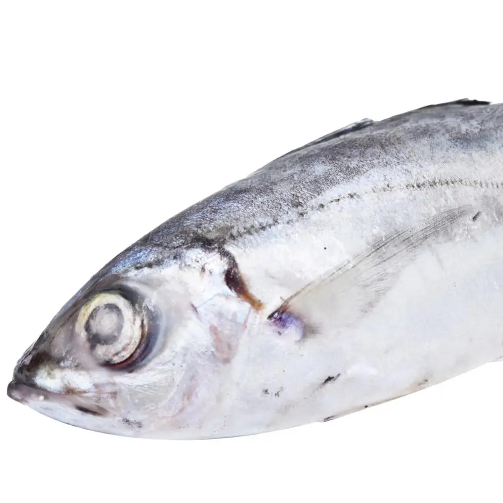 2018 good price frozen horse mackerel fish for market