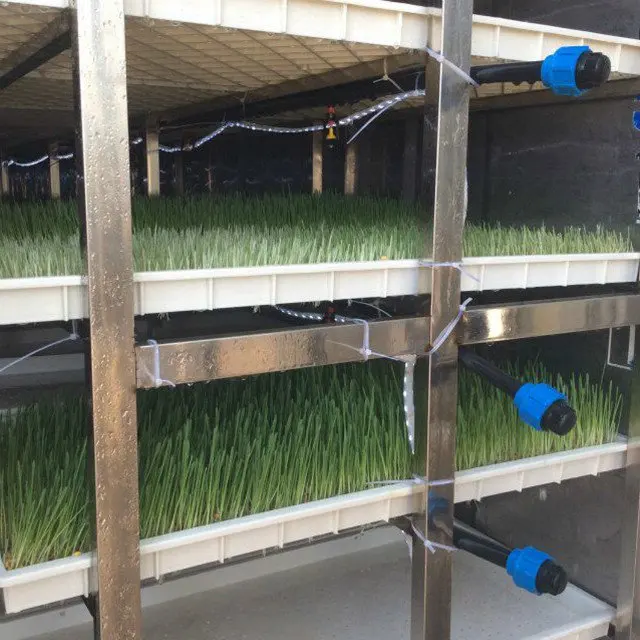 New Arrival Model Hydroponic Seeds Germinate Machine/green Fodder Making Barley Breeding Room/grass Bud