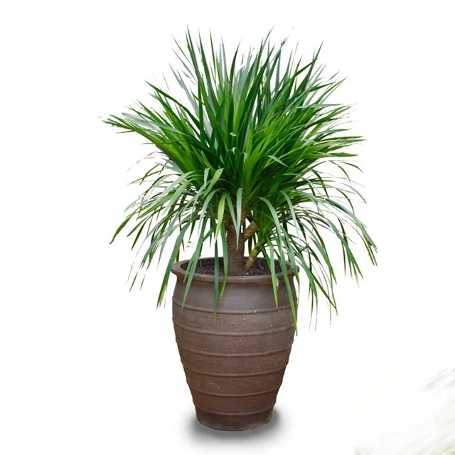 Dracaena Draco Dragon Blood Tree Bonsai Buy Dracaena Draco Dracaena Draco Plant Dracaena Draco Bonsai Product On Alibaba Com