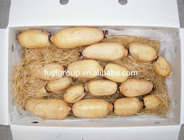 Fresh Lotus Root Prices for Export