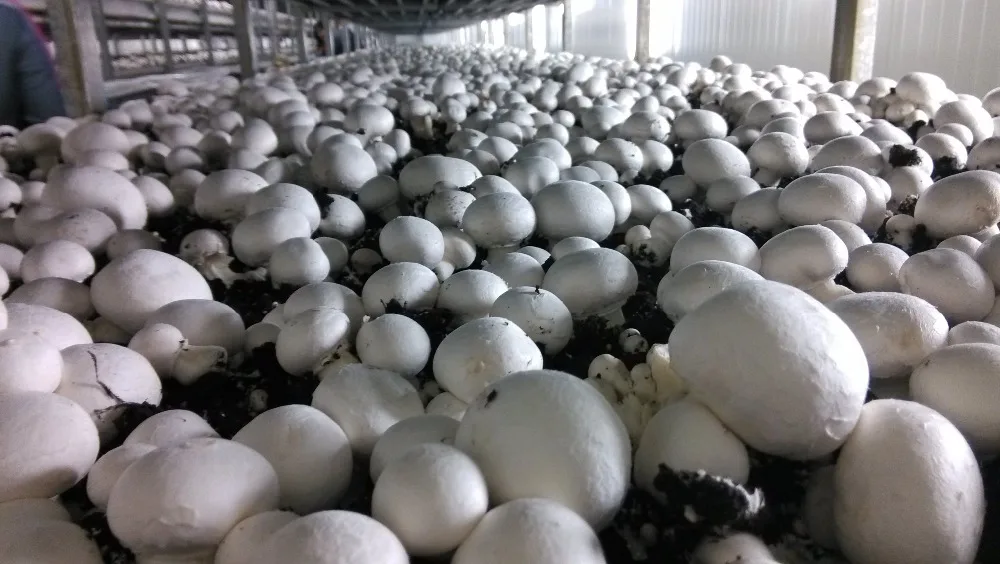 Свежий белый гриб Detan