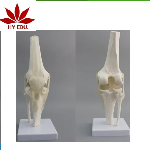 高品質の Pvc 透明人間膝関節解剖モデル Buy 解剖モデル 人間の膝関節解剖モデル 医療解剖モデル Product On Alibaba Com