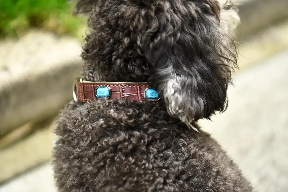 Новейшие разработки Превосходное качество модные роскошные Кинологический Воротник