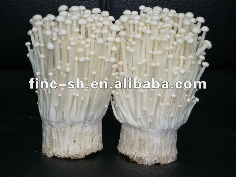 Mushroom Enoki Buy Mushroom Enoki Mushroom Flammulina Velutipes Product On Alibaba Com