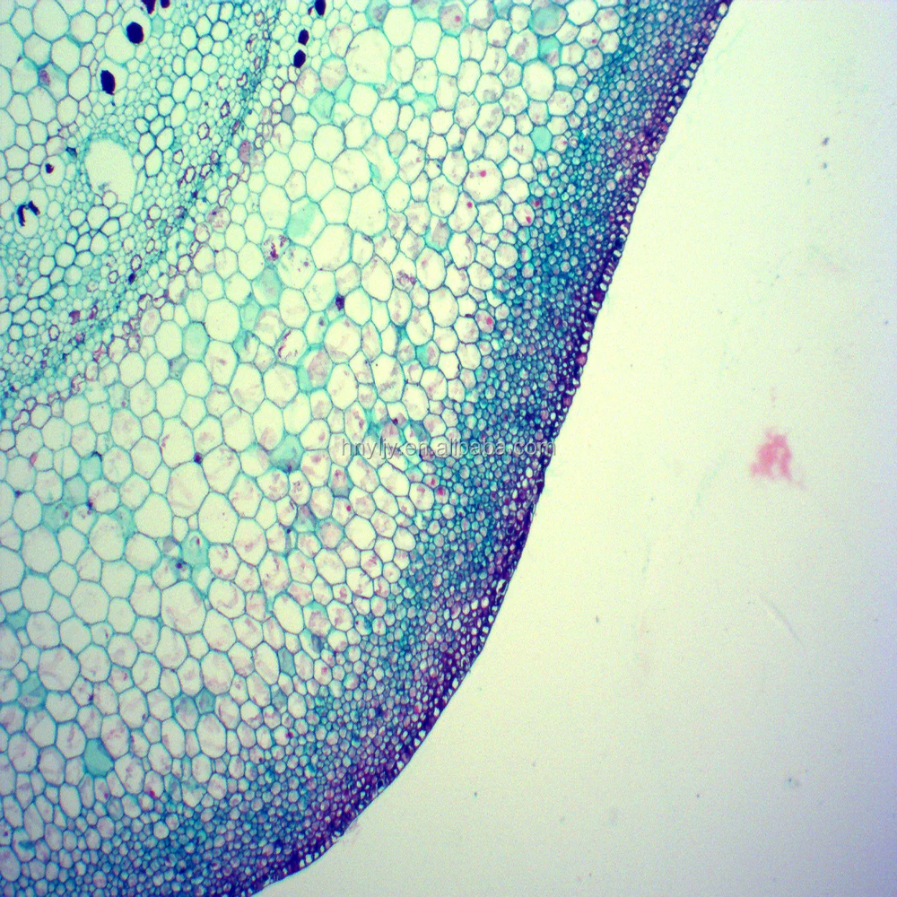 Cell Wall Structure and Function Plant cell, Termites facts, Cell wall