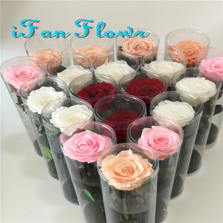 Pink Ecuadorian Eternity Flowers Preserved Roses Pack of 6 6cm to 7cm