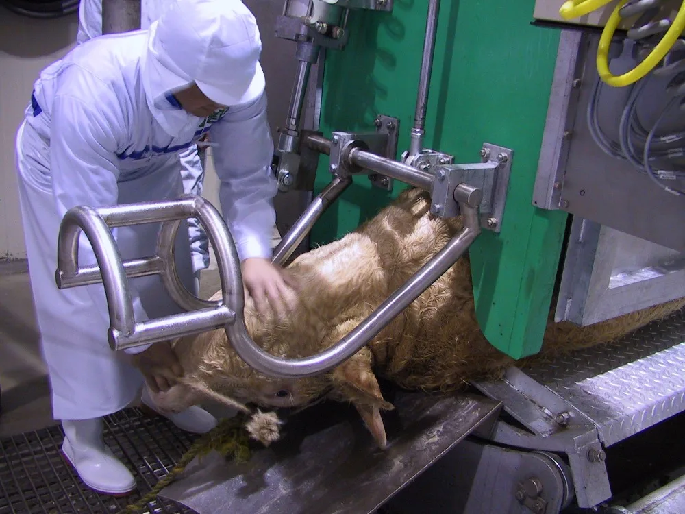 Fully automatic cattle slaughtering machine for beef processing and slaughterhouse production lines