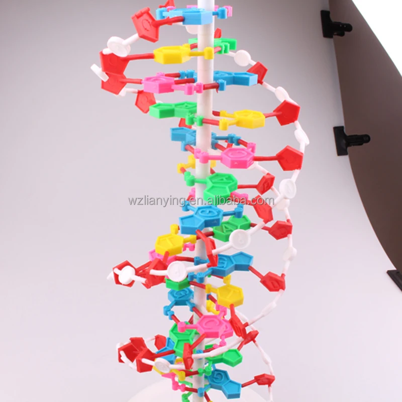 3d Double Helix Dna Strand Structure Model for Biology