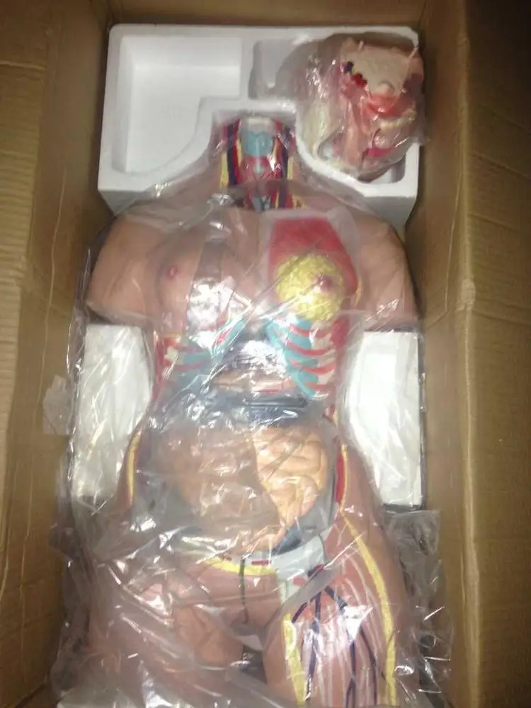 
 Торс унисекс, 85 см, 23 части, медицинская анатомическая обучающая анатомия, модель человеческого торса  