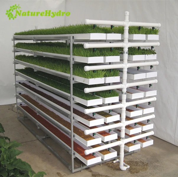 Hydroponic Forage Growing Tray System Barley Grass Indoor Farming