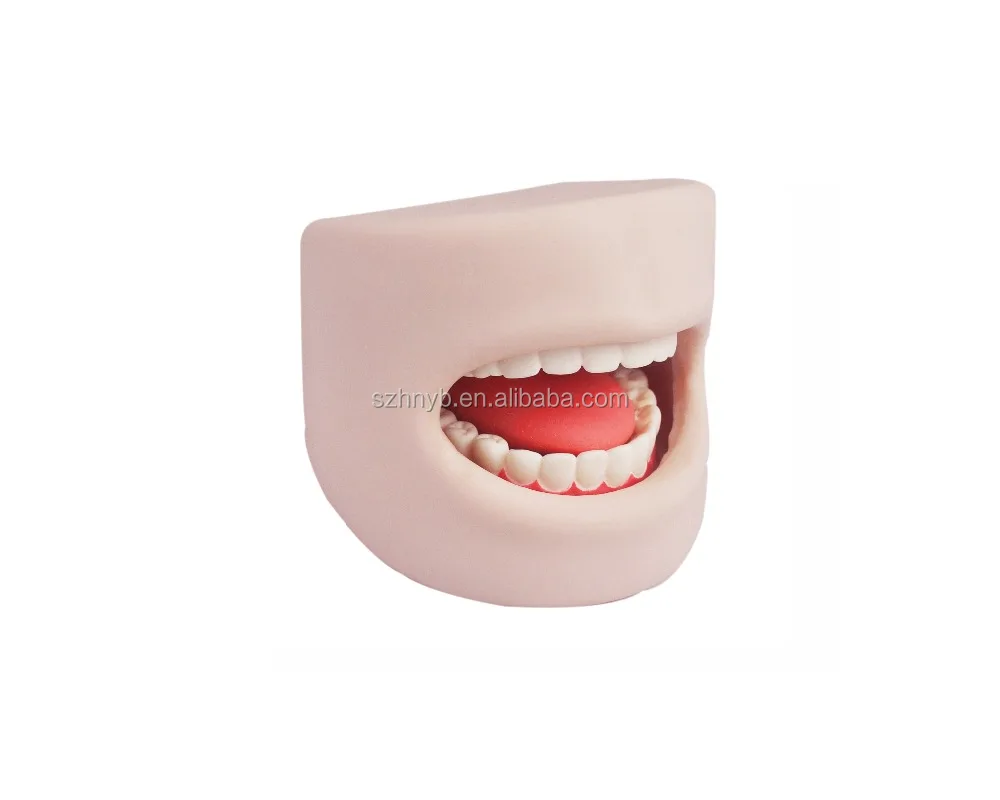 Модель зубов в ротовой полости