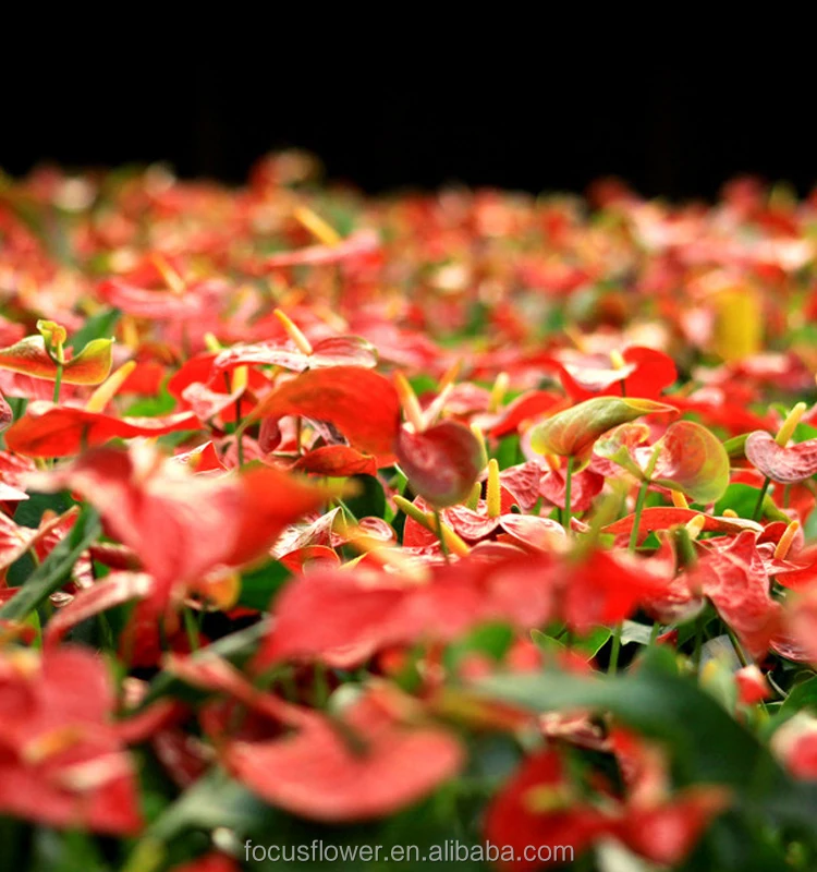 Alibaba Kenya From Yunnan Fresh Cut Flowers Beautiful Resh Cut Cheapest Anthurium In Pot 1 2 Days From Cn Yun Multi Color Fob Buy Cheapest Anthurium Anthurium In Pot Alibaba Kenya Product On Alibaba Com