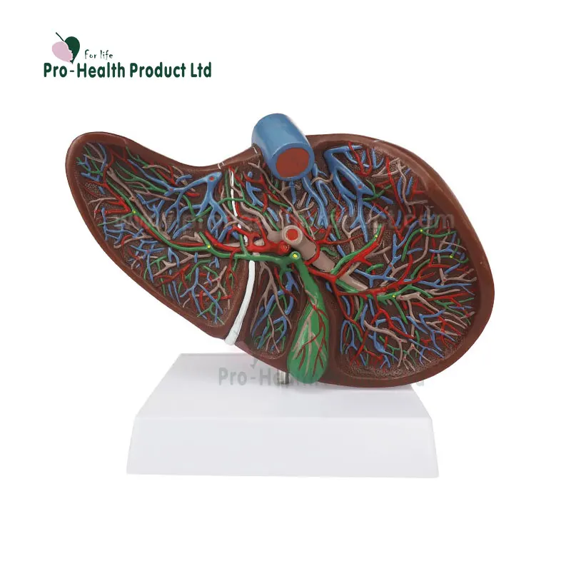 liver model