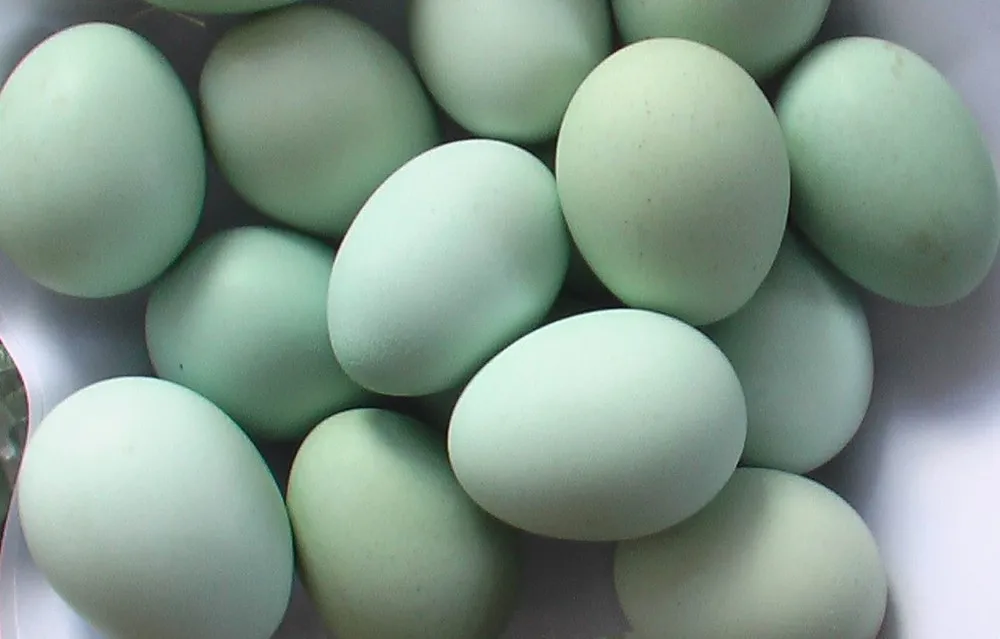 Green Shell Chicken Eggs(table&hatching), High Quality Egg.