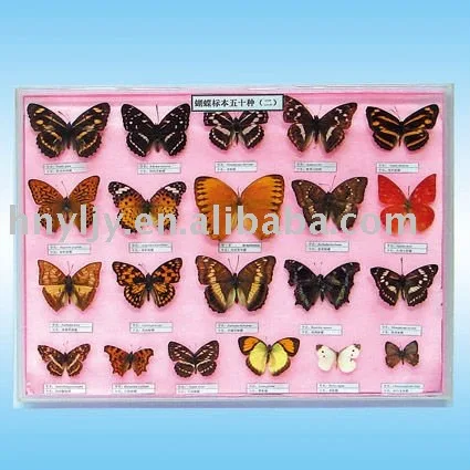 昆虫標本 実験室で保存された標本 科学研究 教育のための50種類の中国の蝶標本 Buy リアル昆虫標本 実験室保存標本 実験室保存標本 Product On Alibaba Com