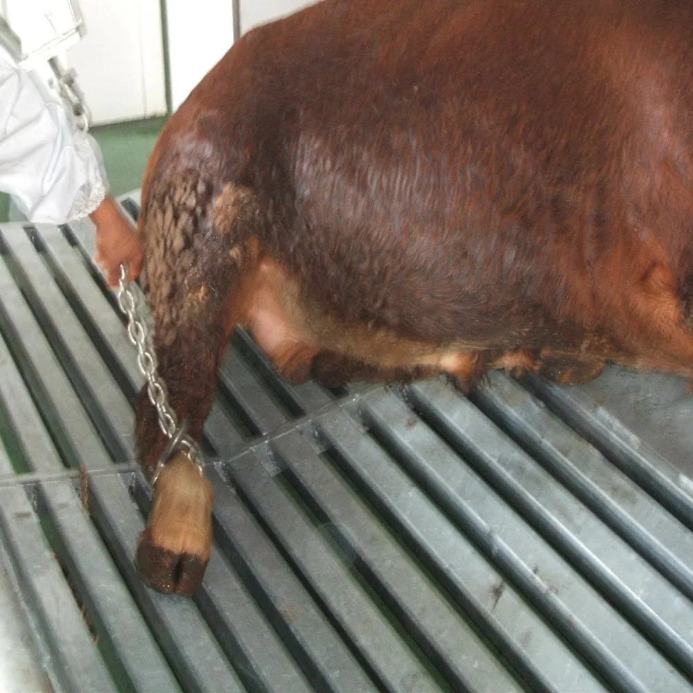 Slaughterhouse meat stainless steel hook for cattle slaughtering