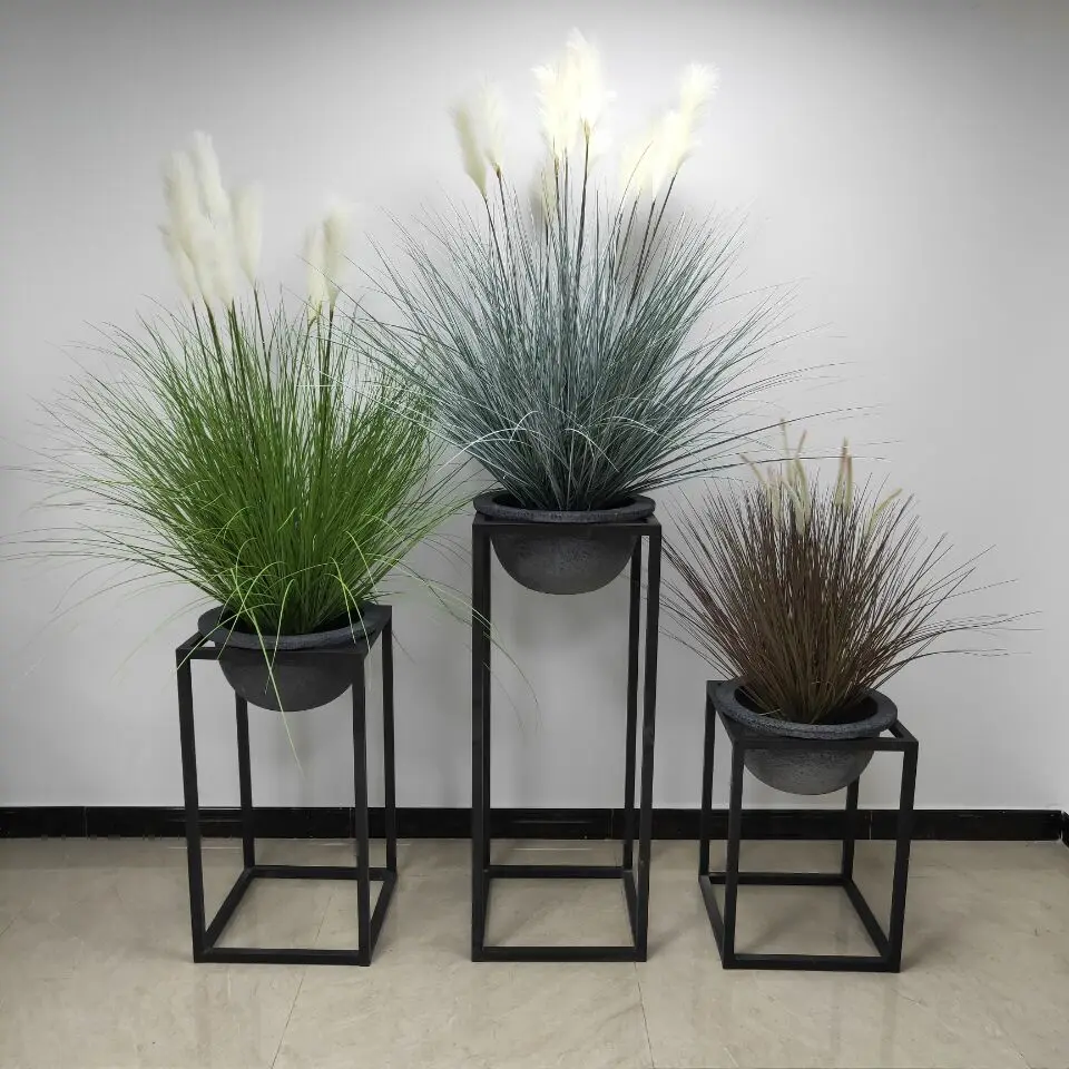 Decorative plants indoor classic