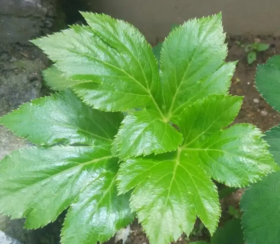 Reine Naturliche Ashitaba Angelica Keiskei Blatter Tee Fur Anti Tumor Buy Ashitaba Tee Ashitaba Ashitaba Blatter Tee Product On Alibaba Com