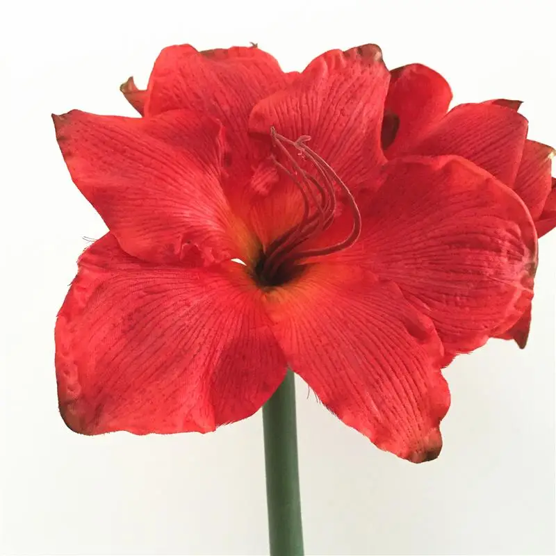 New Arrival Real-touch Silk Artificial Amaryllis with Foam Stem