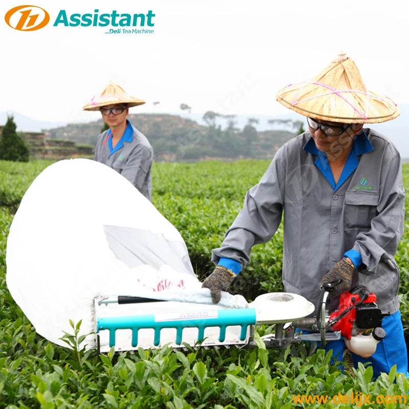 
Машина для выщипывания листьев чая, оптовая продажа 