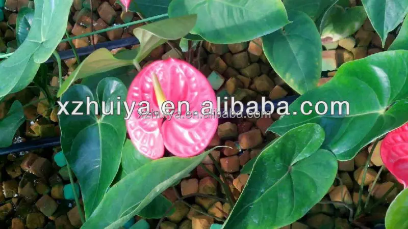 Environment-Friendly Soilless Culture Substrates for Anthurium Planting in  Greenhouse Phenolic Resin Floral Foam Rectangle Shape