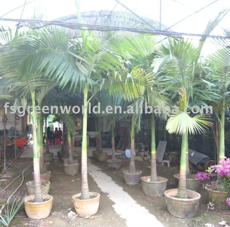 Archontophoenix Alexandrae Trunk Height 1m Buy Alexander Palm King Palm Alexandra Palm Product On Alibaba Com