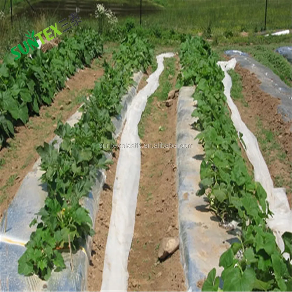 Plantación De Fresas Bajo Mulch Y Con Riego Por Goteo. Plantas Que Crecen  Bajo Láminas De Plástico Negro. Fotos, retratos, imágenes y fotografía de  archivo libres de derecho. Image 180725278