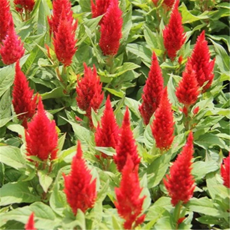 不同种类的羽毛鸡冠花种子 种植用棉sia 花种子 Buy 羽毛鸡冠花种子 Celosia Plumosa 花种子 羽毛鸡冠花种子 Celosia Plumosa 花种子product On Alibaba Com