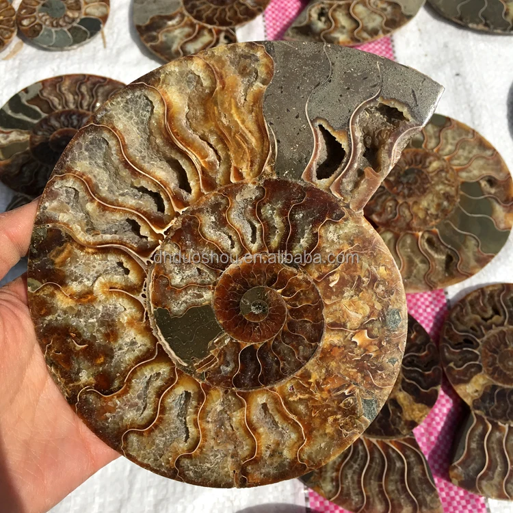 buy nautilus