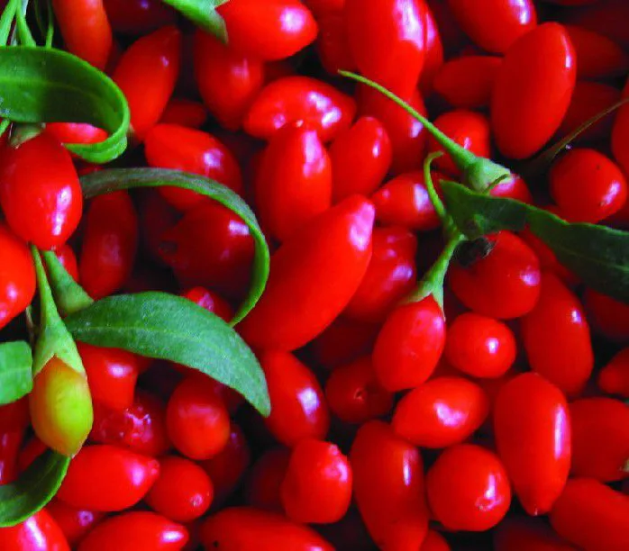 newest high quality ningxia goji berry seeds wolfberry seeds for