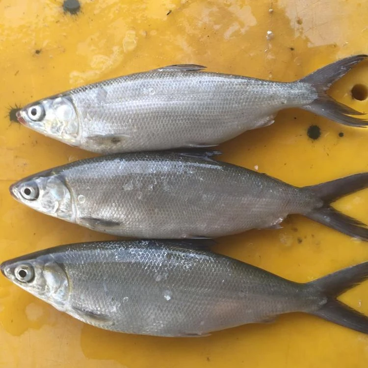 frozen shad for sale