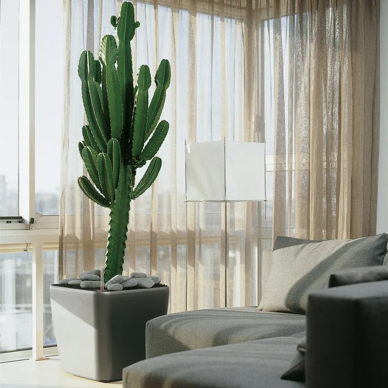 dracena hawaii 6" Pot, 1ft Tall