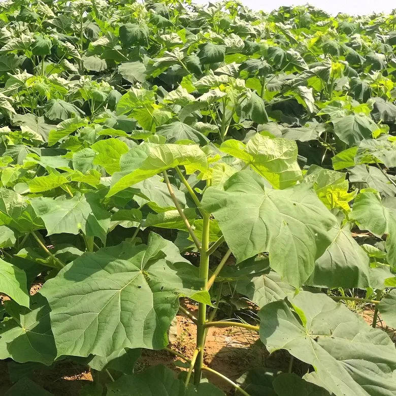 泡桐幼苗出售 Buy 家庭幸运植物 美丽的花家庭幸运植物 家庭新幸运植物product On Alibaba Com