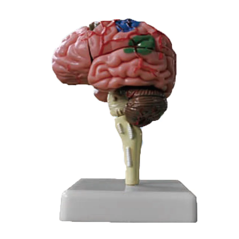 医療教育のための人間の解剖学的脳3d脳解剖学モデル Buy 3d 脳モデル 解剖脳モデル 医療教育のモデル Product On Alibaba Com