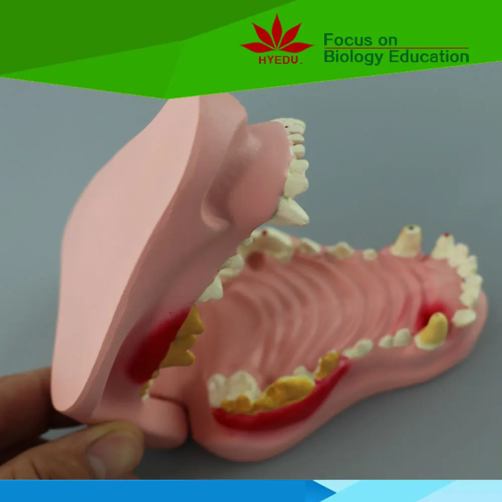 
 Прямая Заводская медицинская научная пластиковая модель зубов собаки  