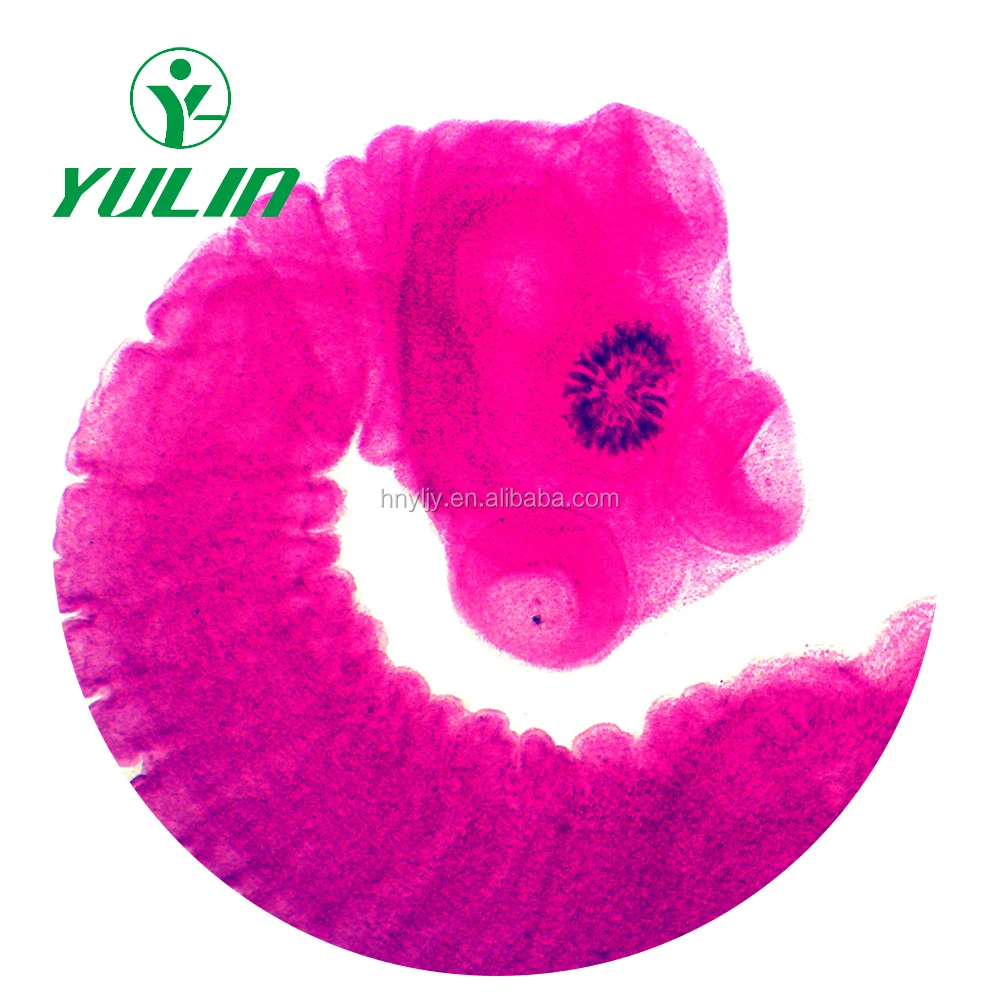 Медицинские паразитологические слайды, аскарис митозные слайды, медицинские паразитологические слайды