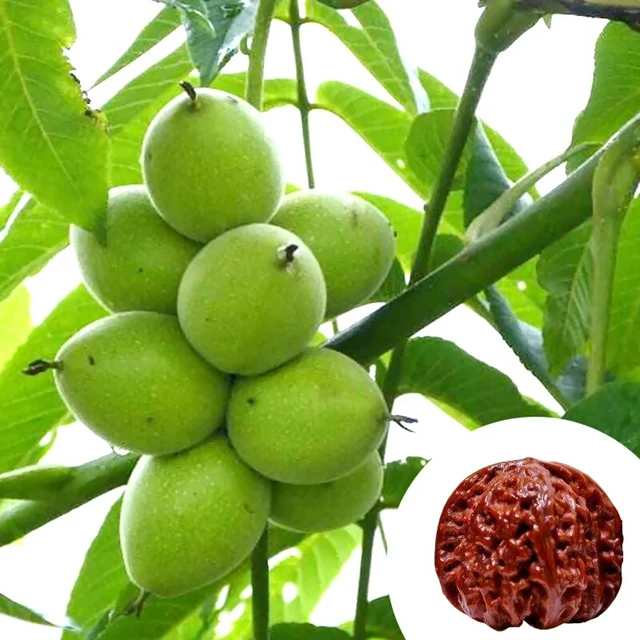 Грецкий Орех Чандлер Описание Фото Отзывы – Telegraph