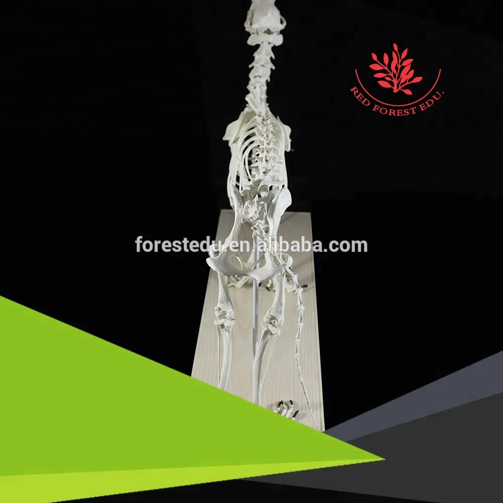 
 Модель каркаса для ветеринарии, анатомия животных, волк, собака  