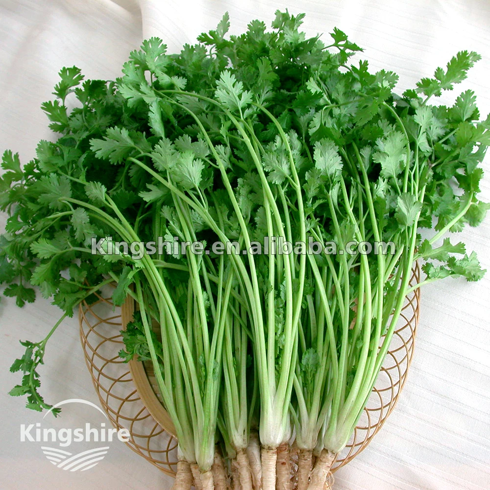 Highly Aromatic Chinese Parsley Seed For Sowing Buy Coriander Seed Cilantro Yan Sui Product On Alibaba Com